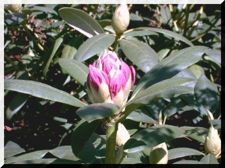 Rhododendron: ortstypische Pflanze